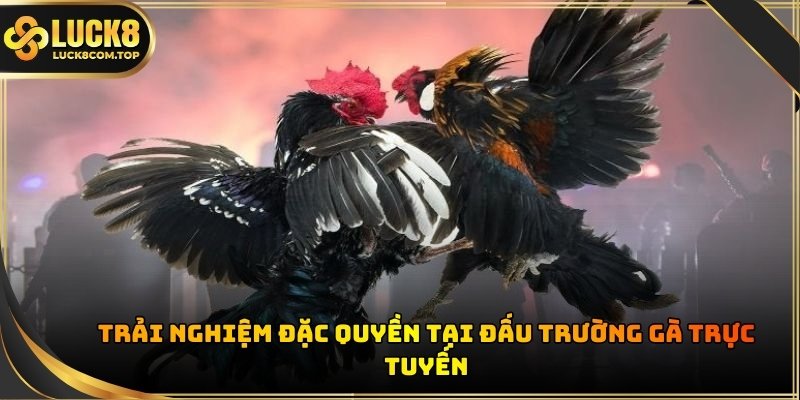 Tận hưởng những dịch vụ giải trí quốc tế khi xem đá gà trực tiếp casino