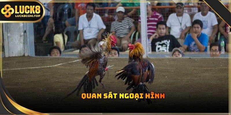 Vóc dáng và đôi chân của chiến kê là yếu tố hàng đầu phản ánh sức mạnh