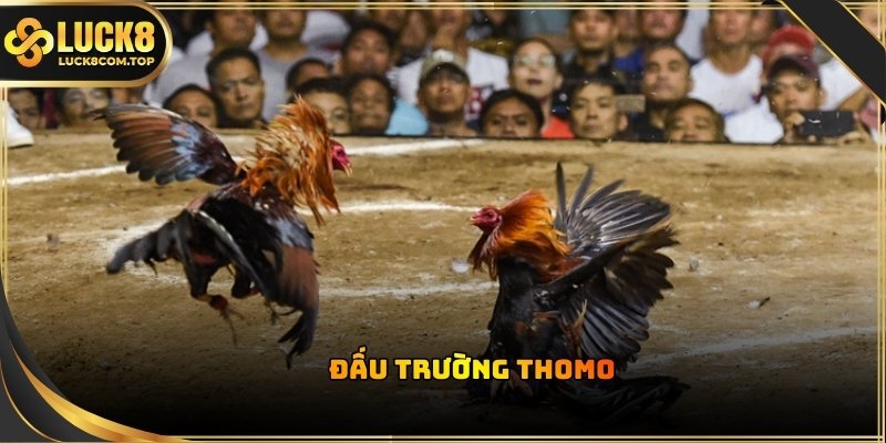 Kèo cược đá gà Thomo nhận được sự tin tưởng tuyệt đối từ phía cộng đồng