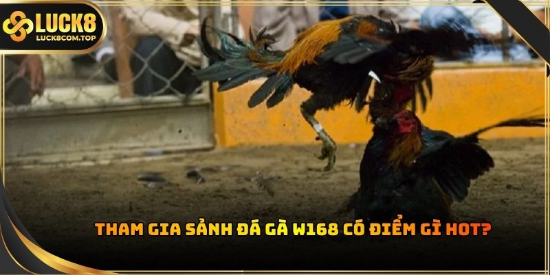 Sảnh đá gà W168 chinh phục lòng tin của khách hàng nhờ công nghệ hiện đại 